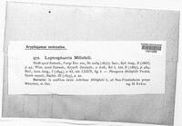 Leptosphaeria millefolii image